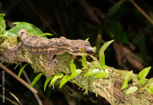 Turnip-tailed Gecko (Thecadactylus rapicauda) , La Selva Biological Station, Costa Rica