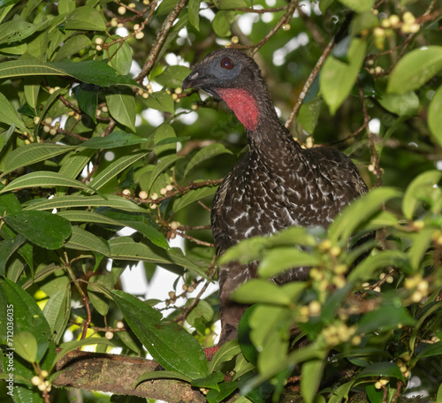 Crested Guan (Penelope purpurascens)  La Selva Biological station, Costa Rica © Natalia Kuzmina