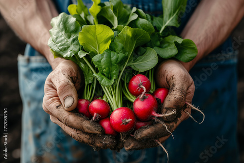 Farmer's hands holding fresh Radish, Organic fresh harvested vegetables. 