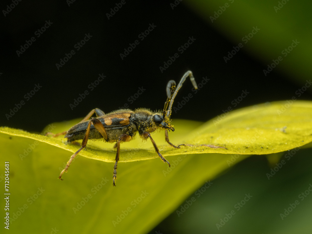 Fototapeta premium P7110027 longhorn flower beetle (Xestoleptura crassipes) on leaf, cECP 2023