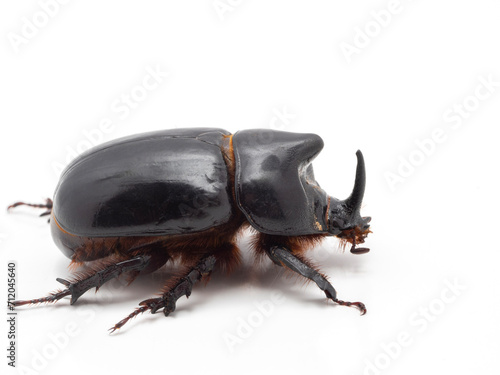 P7290330 Male rhinoceros beetle, Xyloryctes telephus, isolated, cECP 2023