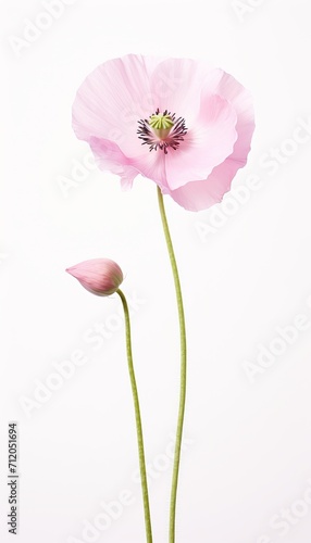 Vibrant flower with delicate petals on white background, positioned to the right