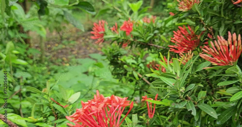 Butterfly Sipping Sweet Nectar from Colorful Red Flowers. India Butterfly Sipping Sweet Nectar from Colorful Red Flowers. India