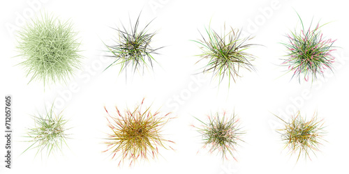 From the top view of Common baby s-breath Chinese silver grass Herbaceous Encapsulated Grass Family transparent background PNG clipart