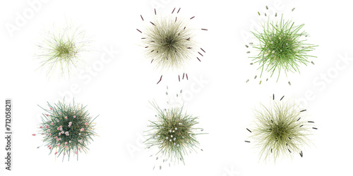 Green Fountain grass,Little Bunny Fountain Grass with whitte background.3d rendering from the top view