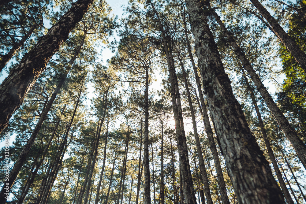 Obraz premium Light shines in the pine forest on a spring evening.