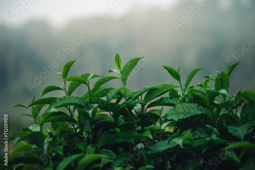 Fresh green tea leaf shoots in nature