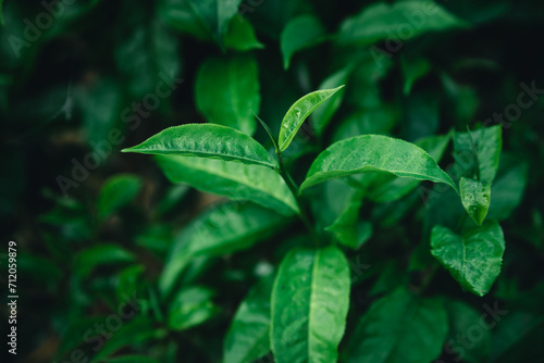 Fresh green tea leaf shoots in nature © artrachen