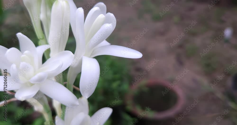 Beautiful White Tuberose Flower Beautiful White Tuberose Flower