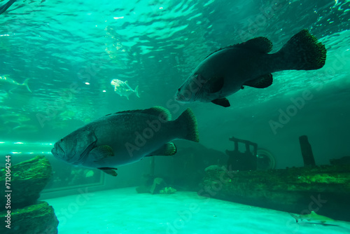 CHONBURI, THAILAND - October, 15, 2023: Photo interior of Aquarium an Under water glass tunnel in the aquarium at CHONBURI, THAILAND.