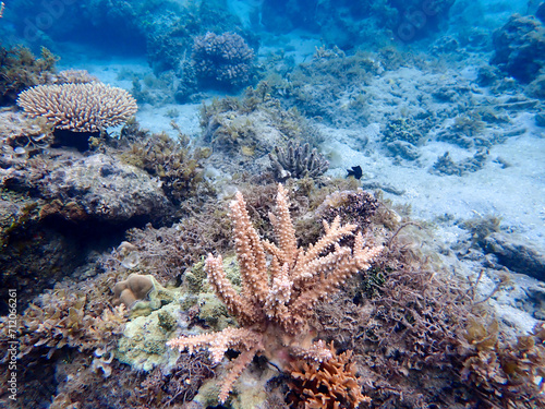 Underwater at Makogai Island Fiji © Darrell