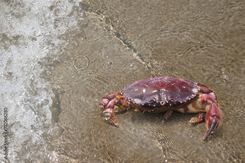 Crabby Walker  A Close-Up of a Crab on the Sand Crustacean on the Coast This picture draws attention to the crab s natural habitat and emphasizes its connection to the ocean