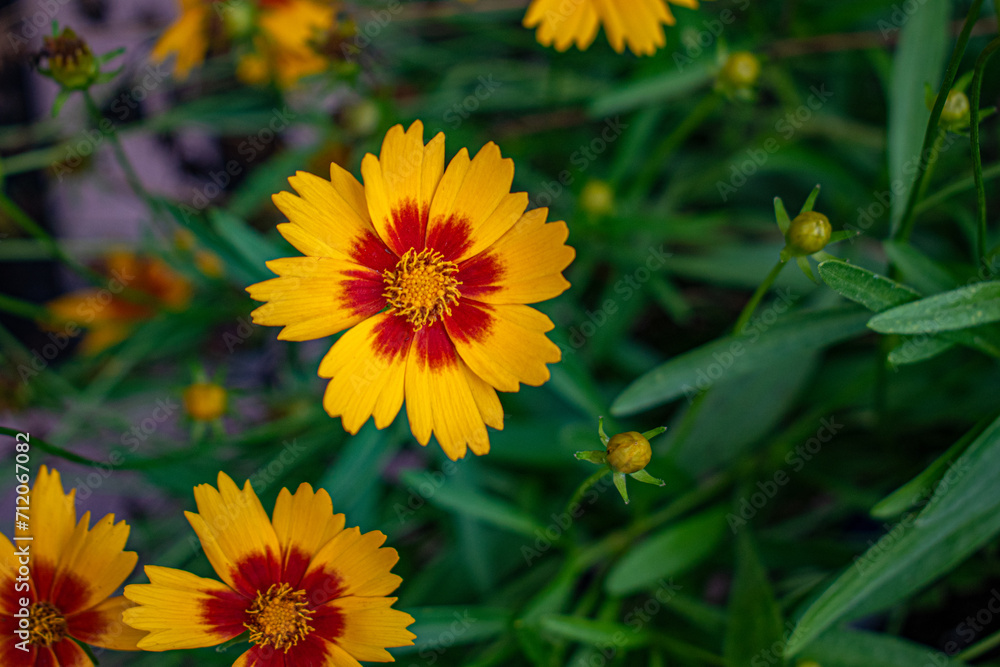 yellow flowers yellow flowers