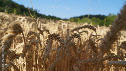 golden ripe ears of wheat in the fields