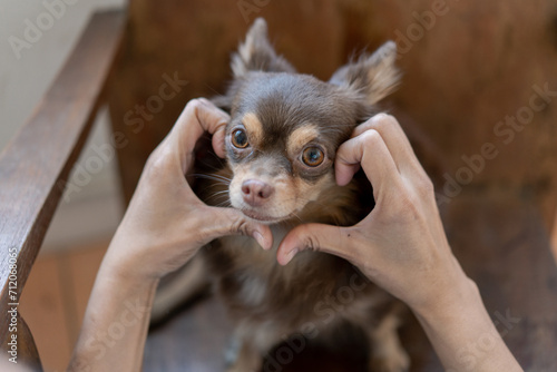 Joyful fit woman sitting having fun with cute dog on the armchair at living room one autumn day , friendship and love for pets. © kongga studio