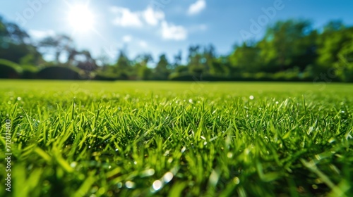 spring green grass under the bright sunny sky. Abstract natural backgrounds