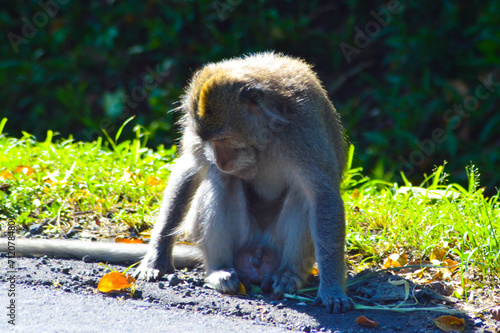 Close-Up View Of Wild Monkey Sitting In Sunbathing Pose With Its Head Lowered, At The Edge Of Forest Road In The Morning Sunlight, Puncak Wanagiri, Buleleng, Bali photo