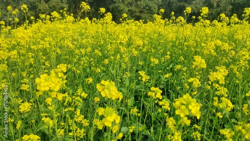Rapeseed, canola or colza field in Latin Brassica Napus,Close up of Mustered Flowers Brassicaceae or Cruciferae flowers in a field with green blurred background.