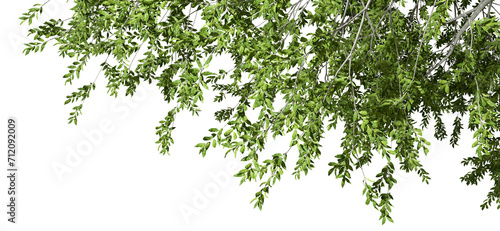 Isolated greenery tree branch foliage composition on top 3d illustration png