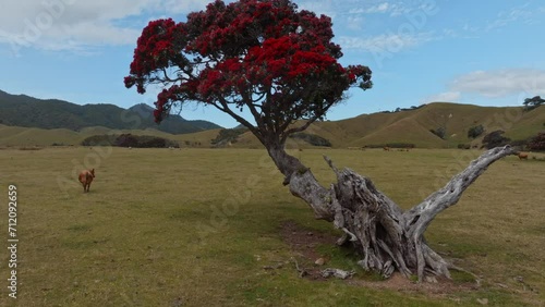 Aerial: Pohutukawa tree and cow on a farm. Coromandel Peninsula, New Zealand. photo