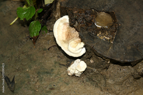 Rosy conk (Fomitopsis cajanderi) growing on a dead wood : (pix Sanjiv Shukla)