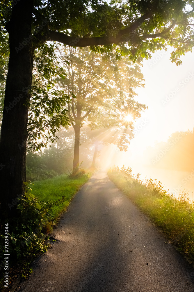 Naklejka premium This enchanting vertical image captures the essence of a mystical morning walk through the woods. A narrow path meanders away from the viewer, flanked by lush greenery and towering trees. The morning