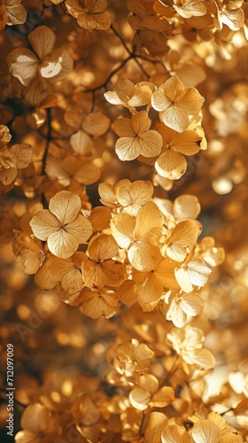 Golden hydrangea