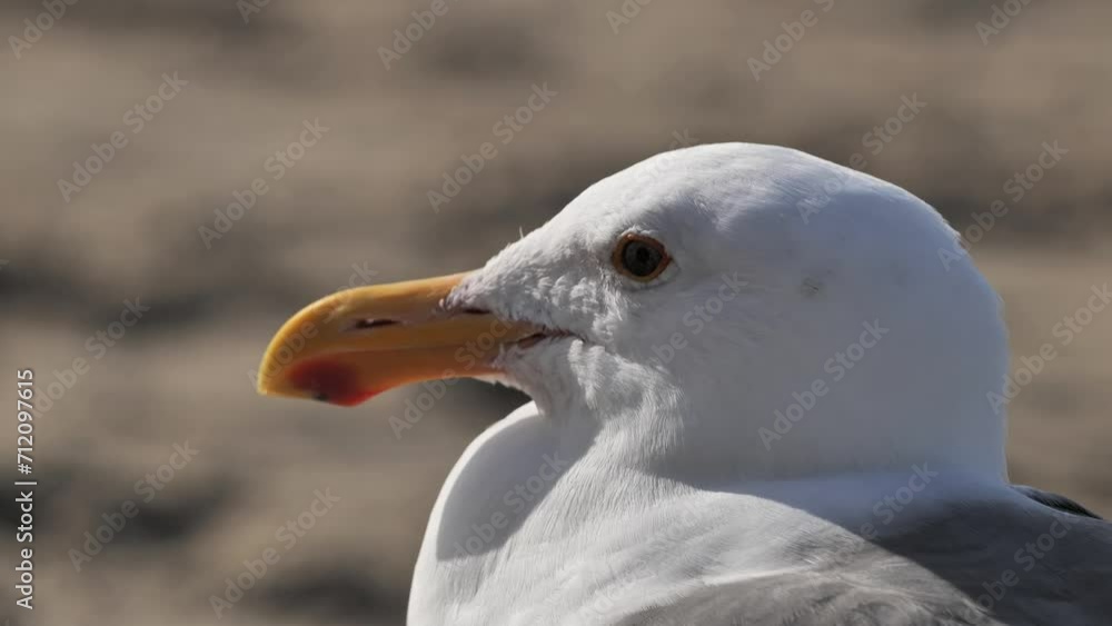 Portrait of a California gull, probably Western Gull (Larus occidentalis) resting on the Pacific coast of California. Portrait of a California gull, probably Western Gull (Larus occidentalis) resting on the Pacific coast of California.