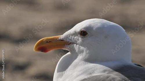 Portrait of a California gull, probably Western Gull (Larus occidentalis) resting on the Pacific coast of California.