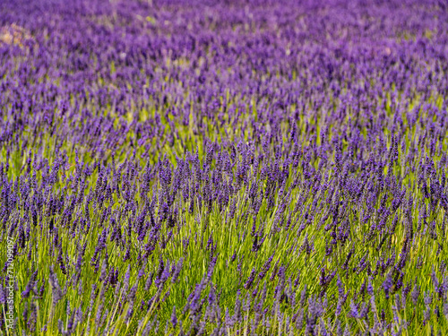 Lavender fields in bloom in Provence