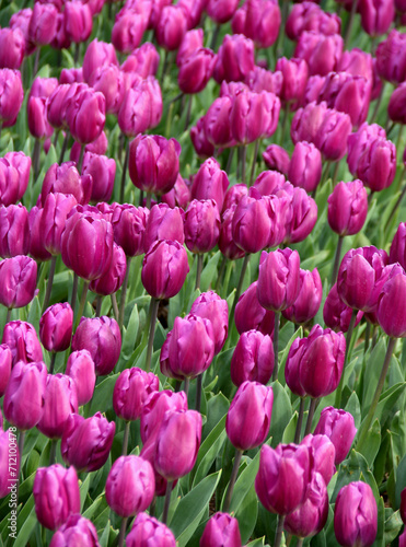 Vibrant purple tulips in full bloom close-up in Goztepe Park during the annual Istanbul Tulip Festival in Turkey