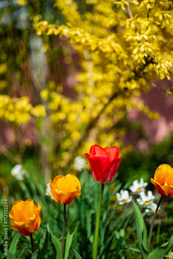 nice tulips in the garden nice tulips in the garden