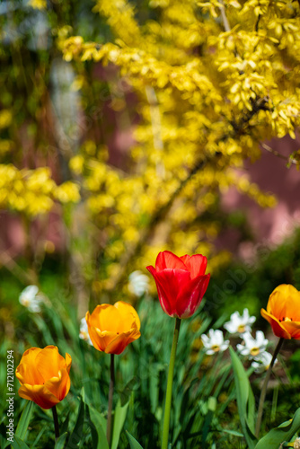 nice tulips in the garden
