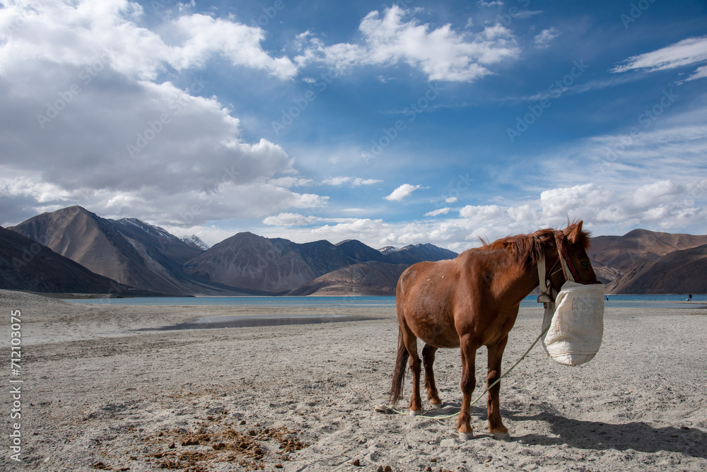 Horse for the tourists a ride at the Pangong Lake