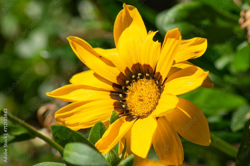 Yellow Gazania flowering in a garden Yellow Gazania flowering in a garden