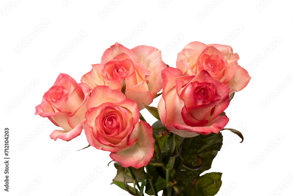 Pink and white beautiful rose isolated on a white background. Pink and white beautiful rose isolated on a white background.