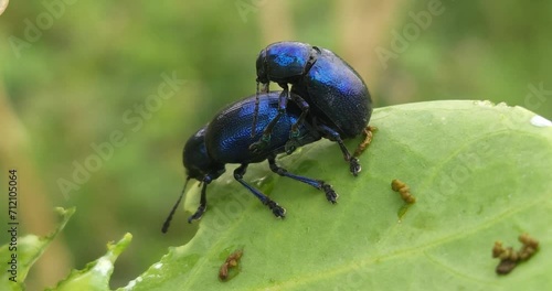 Intimate Macro Moments: 4K video of two male and female blue milkweed beetles mating on a leaf, The male inserting his genitals into the female's genitals. Macro video in natural day light. photo