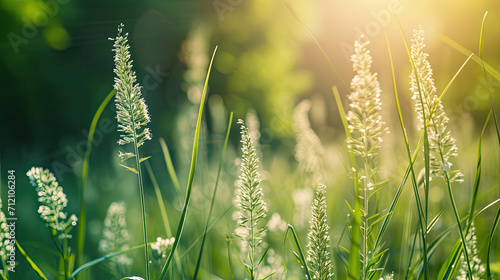 Closeup of flowering grasses in an idyllic sunny greenery