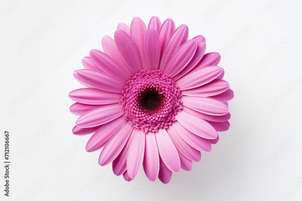 Close up nature design of a pink gerbera flower on a white background with clipping path - obrazy, fototapety, plakaty 