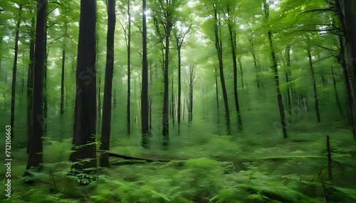 green forest in the morning