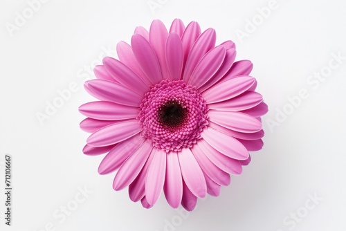 Close up nature design of a pink gerbera flower on a white background with clipping path