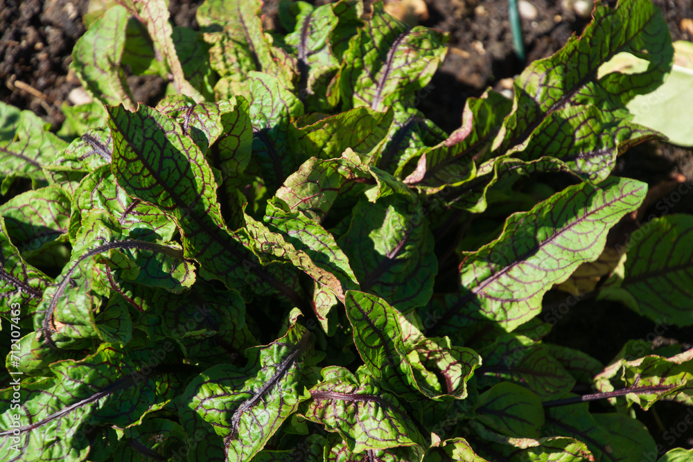 sorrel also called Spinach Dock or Rumex acetosa grows in the summer garden in bavaria sorrel also called Spinach Dock or Rumex acetosa grows in the summer garden in bavaria