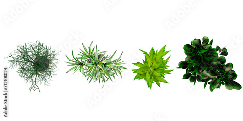 3d illustration Dragon trees,Pencil cactus,Rubber Tree Ornamental plants in pot from the top view