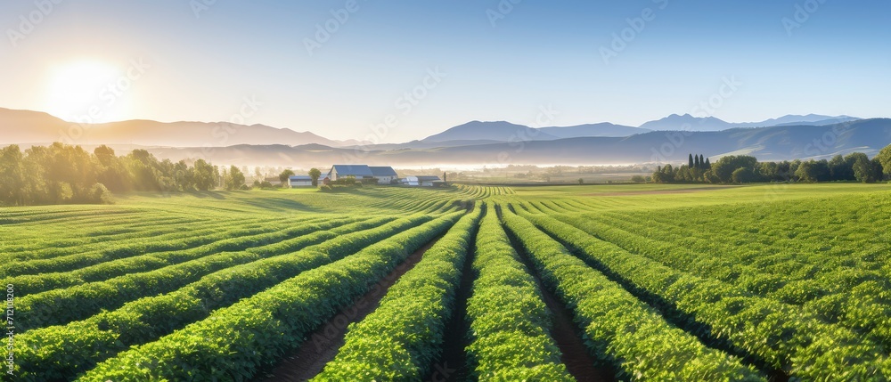 Harvest Haven, A Serene Symphony of Golden Grains and Distant Dwelling Harvest Haven, A Serene Symphony of Golden Grains and Distant Dwelling