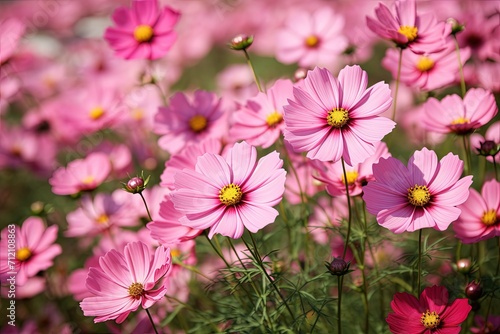 Gorgeous cosmos flowers bloom in the garden
