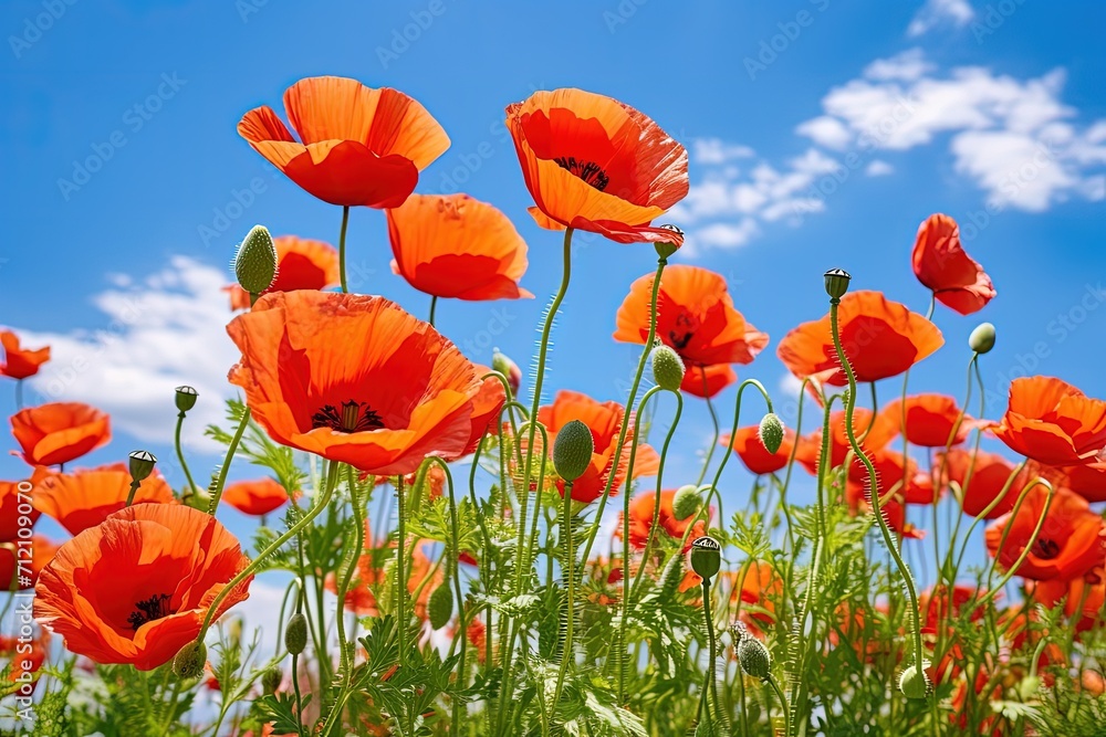 Obraz premium High quality photo of red poppy flowers against a bright blue sky in an early spring garden on a warm sunny day