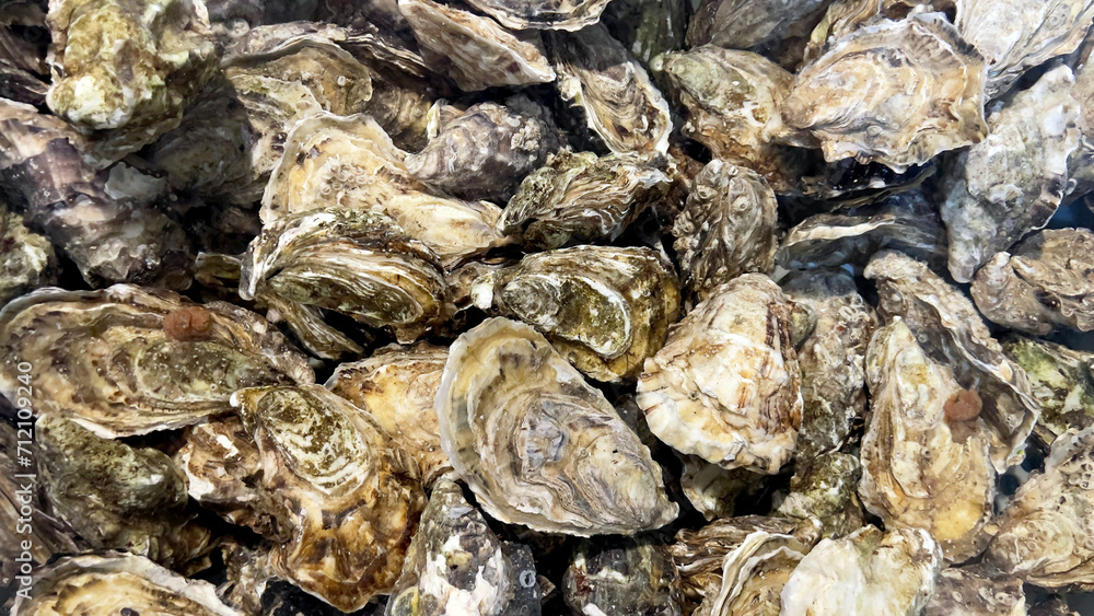 Close-up of fresh oysters in an aquarium with clear water. Live seafood before cooking. Shellfish for cooking. Family of marine bivalve mollusks.