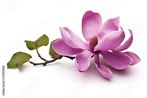 Isolated purple magnolia flower on white background with clipping path © VolumeThings