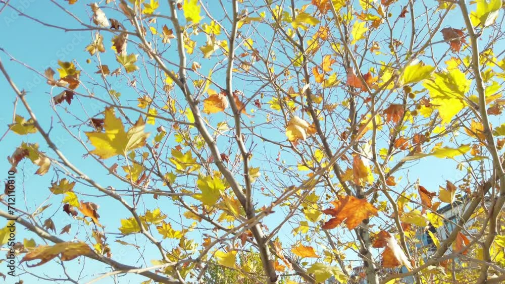 Daytime slow-motion transition through golden and orange leaves and branches during the autumn season. Daytime slow-motion transition through golden and orange leaves and branches during the autumn season.