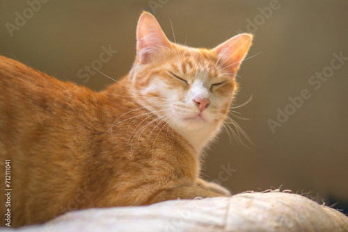 Cats are sleeping on the bed.